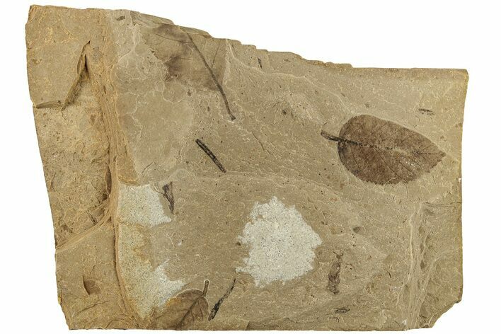 Fossil Leaf (Betula sp?) Plate - McAbee, BC #226154